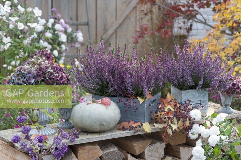 Wooden boxes with budding heather, bouquets of faded hydrangea flowers, edible gourd, five leafed ivy, Callicarpa bodinieri, and white chrysanthemum