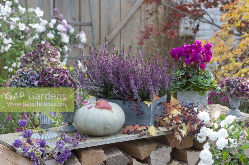 Wooden boxes with budding heather and cyclamen, bouquets of faded hydrangea flowers, gourd, five leafed ivy, Callicarpa bodinieri, and white chrysanthemum