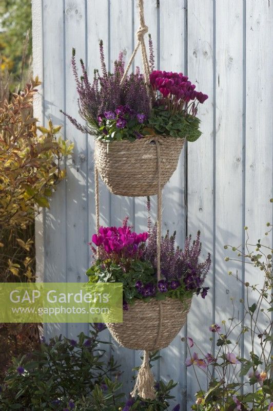 Basket hanging basket with cyclamen, budding heather, and horned violets