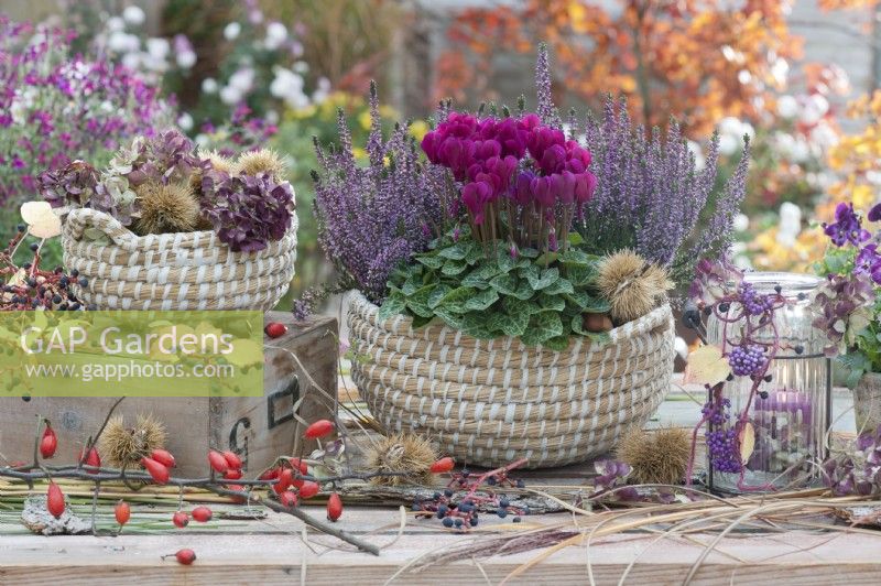 Basket with cyclamen and budding heather, a lantern with berries of Callicarpa bodinieri and ivy, hydrangea blossoms, and grass
