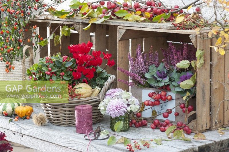 Autumn arrangement with cyclamen, Gaultheria, bell heath, ornamental cabbage, ornamental pumpkin, ornamental apple, and bouquet of chrysanthemum and hydrangea