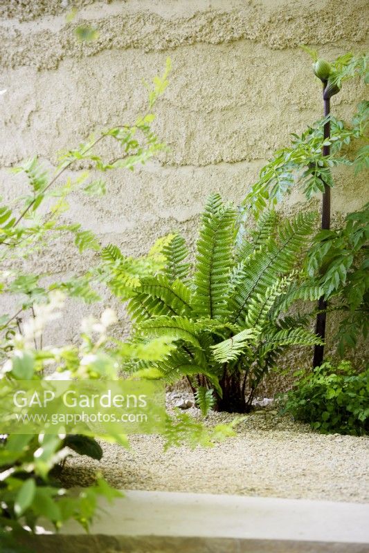 Dryopteris cycadina and Angelica dahurica by the wall. 
The Mind Garden, Designer: Andy Sturgeon, RHS Chelsea Flower Show 2022- Gold Medal