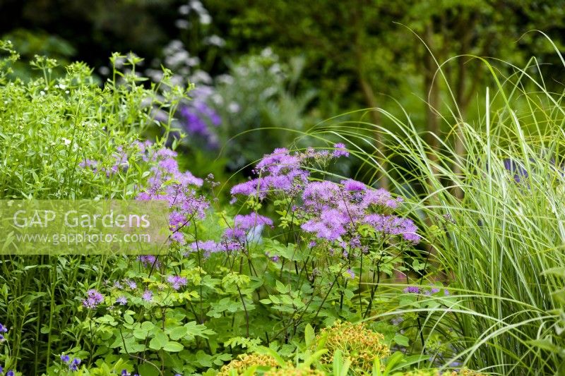 Thalictrum 'Black Stockings'. The RNLI Garden, RHS Chelsea Flower Show 2022, Gold Medal. Designer: Chris Beardshaw