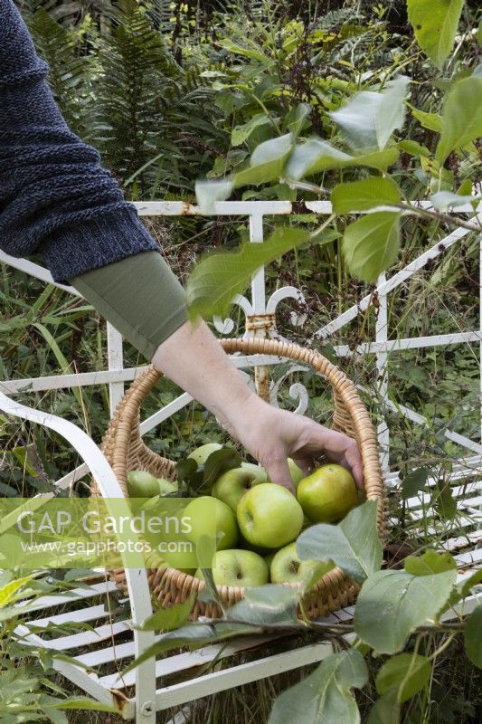 A hand places an apple into a basket full of apples. The basket sits on a white metal bench beside an apple bough. Derryn Bank. Autumn.
