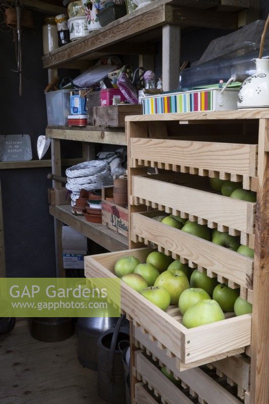 A potting shed has a wooden apple storage rack on the right with a drawer partly open and full of apples. Autumn.