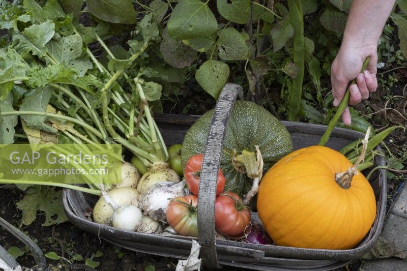 A hand places a runner bean into a wooden trug, basket, full of vegetables including tomatoes, squash, onions, beans and kohl rabi. Autumn.