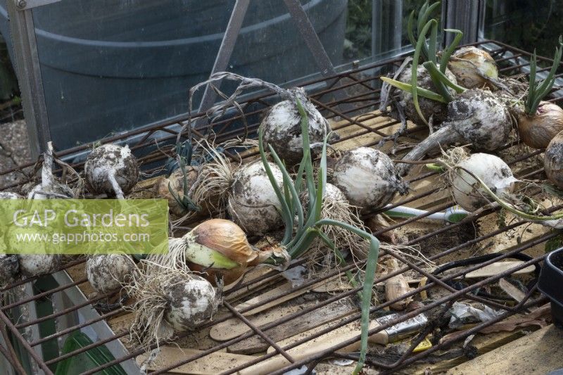 Home grown onions dry on a  rack in a greenhouse. Autumn.