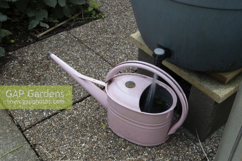 A pink metal watering can sits below the tap of a water butt. The tap is turned on and water is running. Derryn Bank. Autumn.