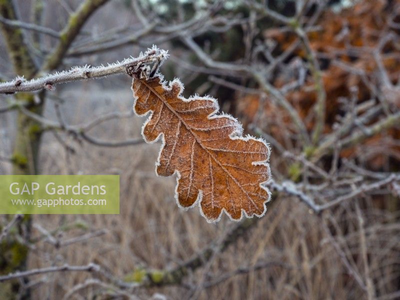 Quercus robur - common oak leaves covered in frost winter December
