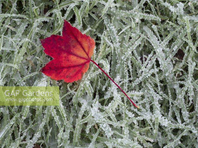fallen leaf of Acer rubrum - Red maple and winter frost