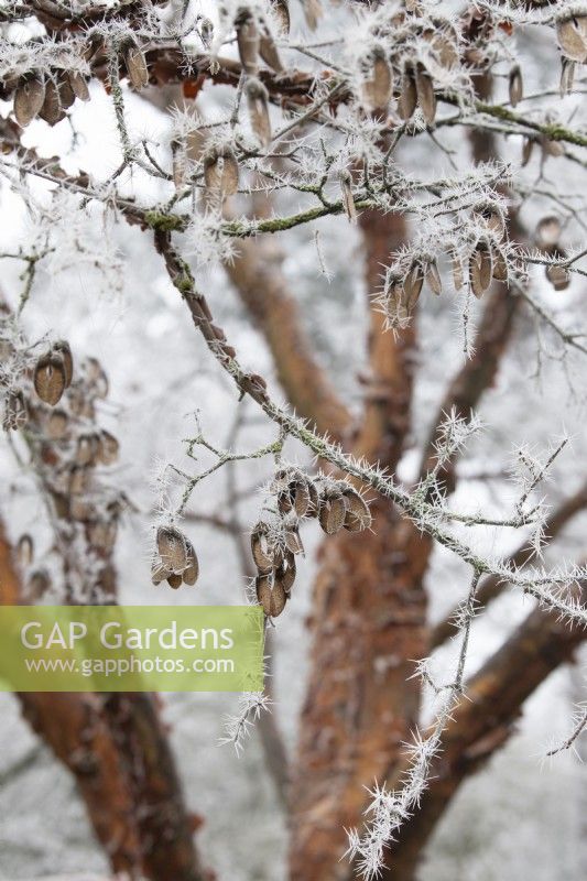 Acer griseum - Paperbark maple tree winged seeds in the frost