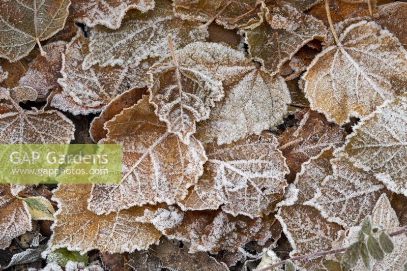 Tilia platyphyllos 'Aurea' - Fallen Golden-stemmed Lime leaves in the frost