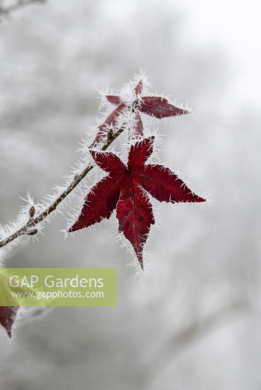 Liquidambar styraciflua 'Wisley King' - Sweet gum tree leaves in the frost
