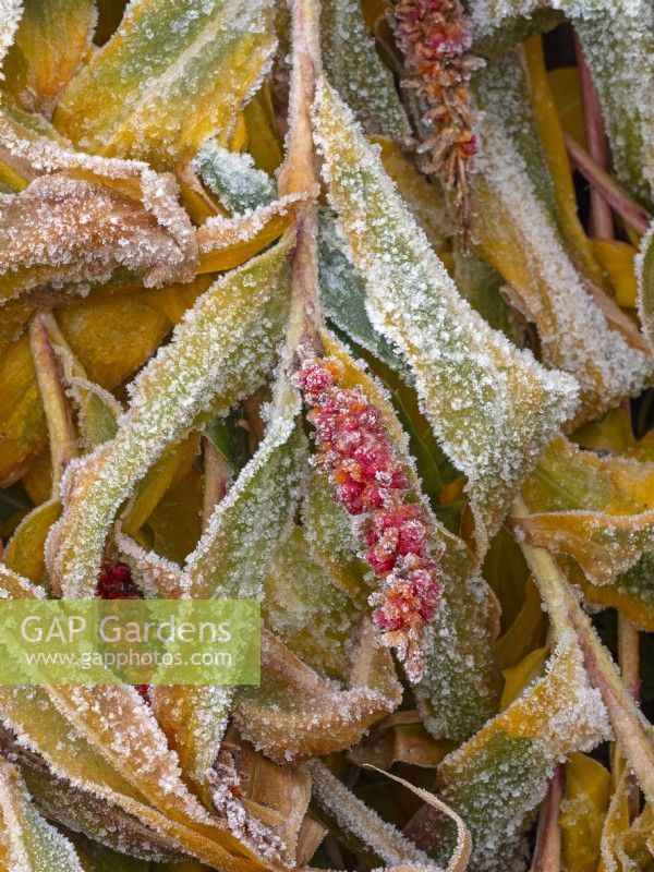 Hedychium densiflorum - Ginger lily foliage and berries covered in frost