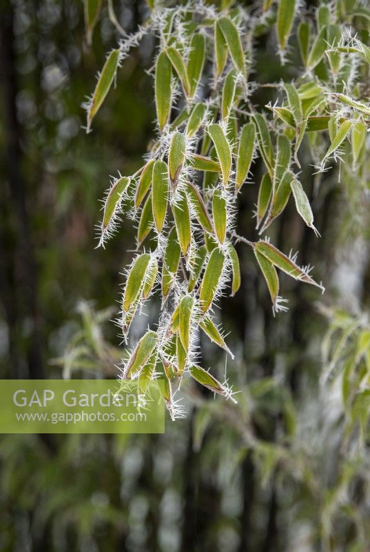Phyllostachys Nigra - Black bamboo leaves in the frost