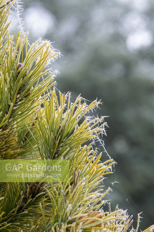 Pinus contorta 'Chief Joseph' - Lodgepole pine in the frost
