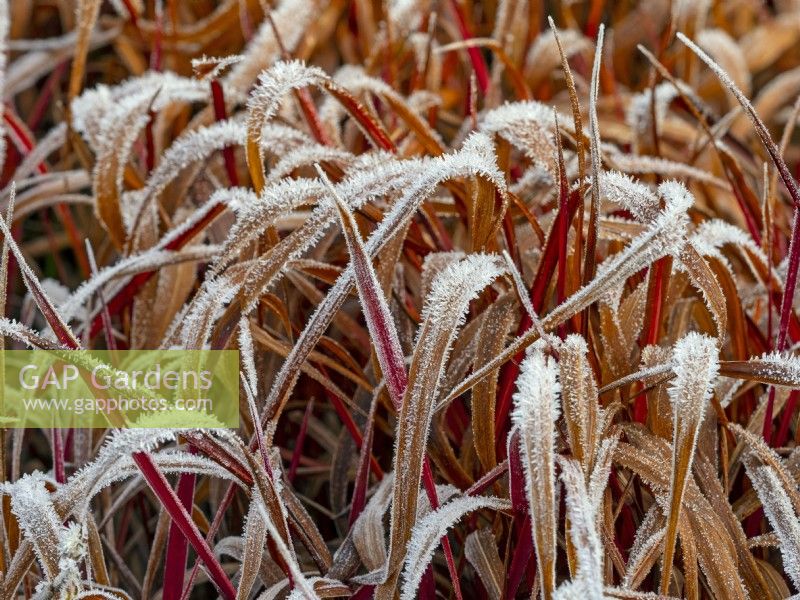 Imperata cylindrica 'Rubra' - Japanese Blood Grass  Winter December