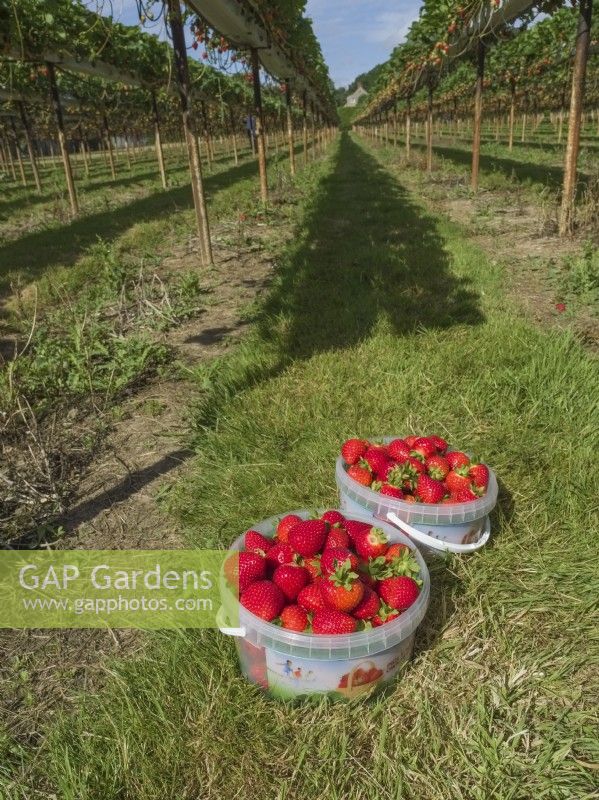 Tubs of picked strawberries between rows of raised supports on commercial pick your own farm