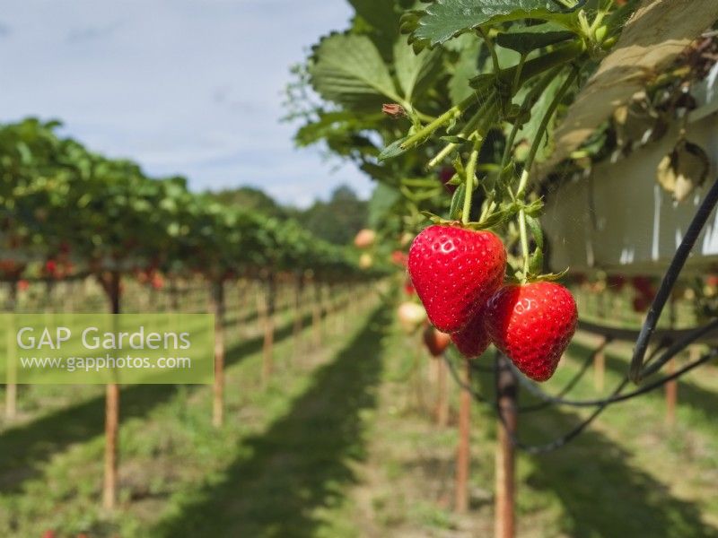 Strawberry plants raised by supports on commercial pick your own farm