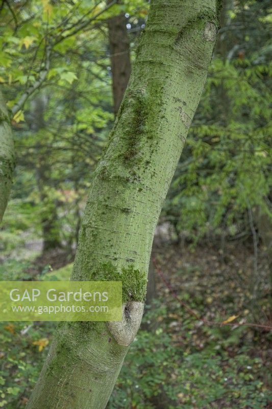 Acer Acuminatum bark at Bodenham Arboretum, October
