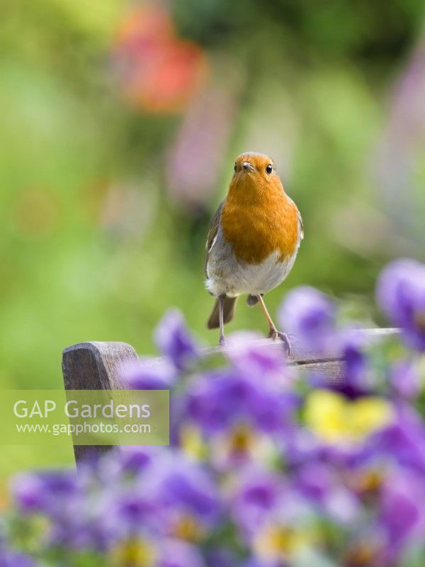 Erithacus rubecula - Robin perched on wooden garden chair behind viola flowers