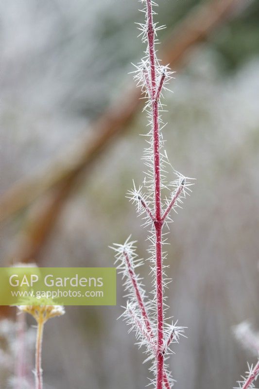 Cornus sanguinea Anny's Winter Orange - Dogwood stems in the frost