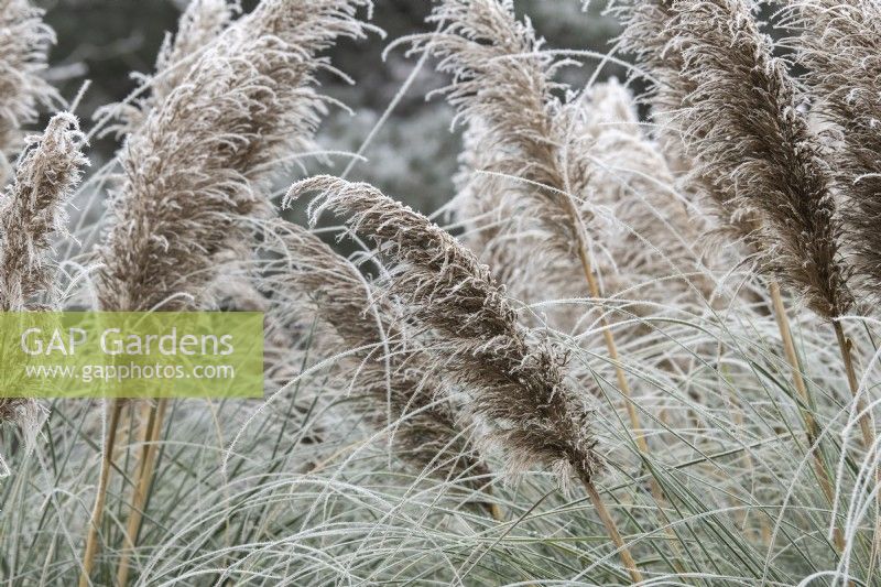 Cortaderia selloana Pumila - Pampas grass in the frost
