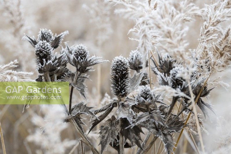 Eryngium giganteum 'Silver Ghost' - Seaholly in the frost