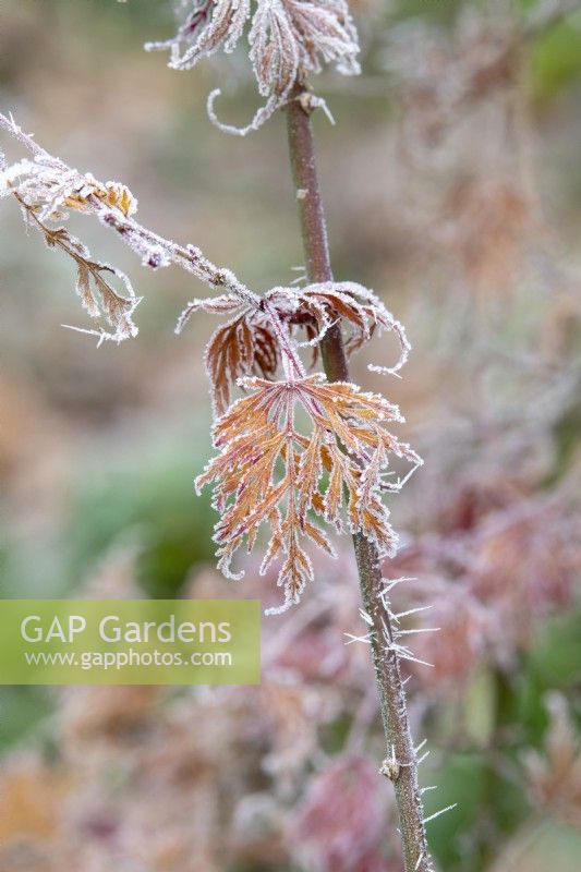 Acer palmatum 'Emerald Lace' - Japanese maple in the frost