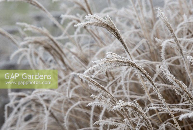 Miscanthus sinensis 'Undine' - Eulalia in the frost
