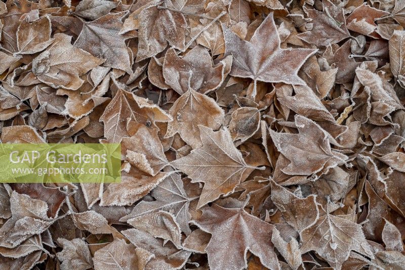 Platanus x hispanica 'Soho Square' - Fallen London plane tree foliage in the frost