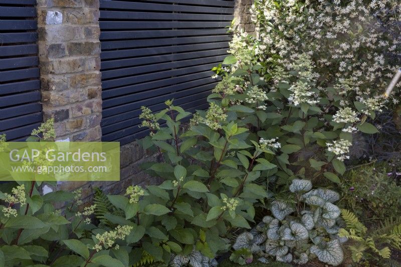 Shady border with contemporary black slatted fence - planting includes Brunnera macrophylla 'Jack Frost' and climber Trachelospermum jasminoides
