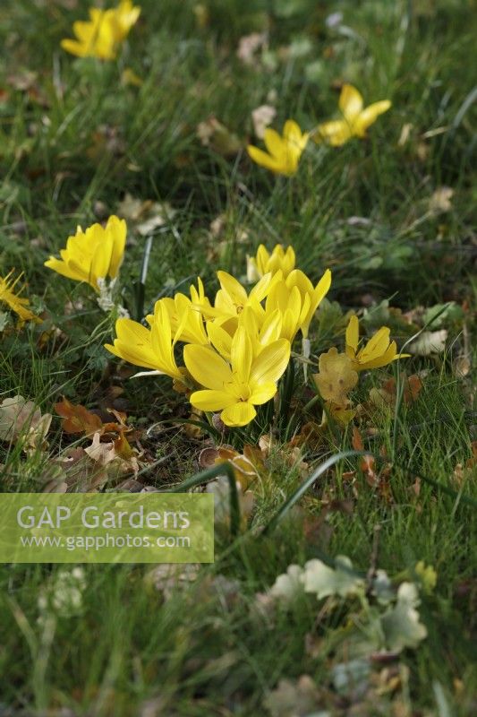 Sternbergia lutea - Winter daffodil