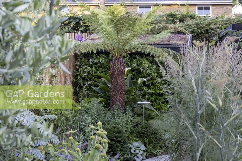 Herbaceous border in small suburban garden with view towards Dicksonia antartica and garden shed