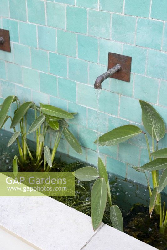 Contemporary water fountain with green ceramic tiles and Thalia dealbata in water