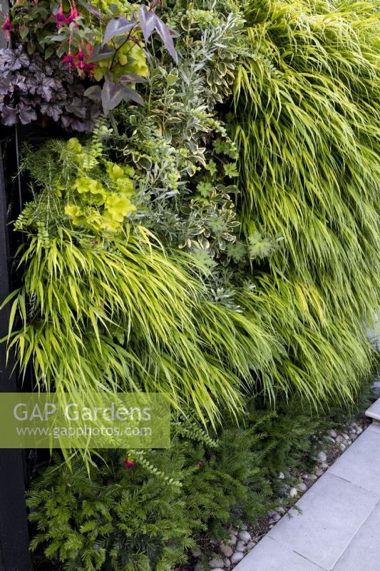 Green wall in small suburban garden, with plants including Hakonechloa macra, Hakonechloa aureola,