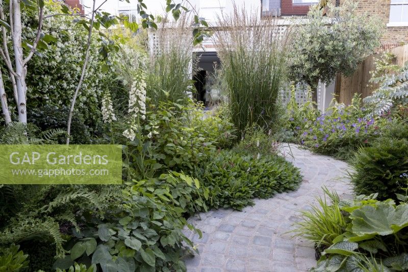 Borders in small suburban garden with a winding path. Planting includes Digitalis alba and Calamagrostis acutiflora 'Karl Foerster'.