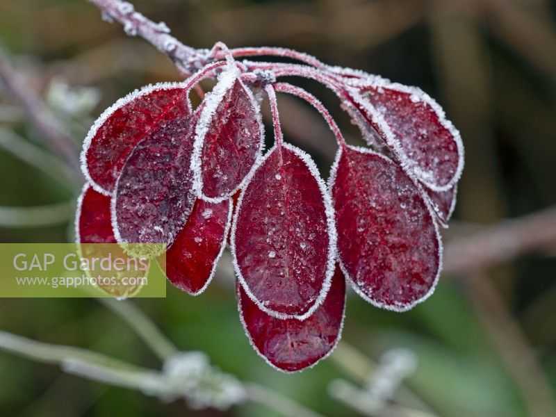 Frost on foliage of Cotinus coggygria - Smoke Bush  December