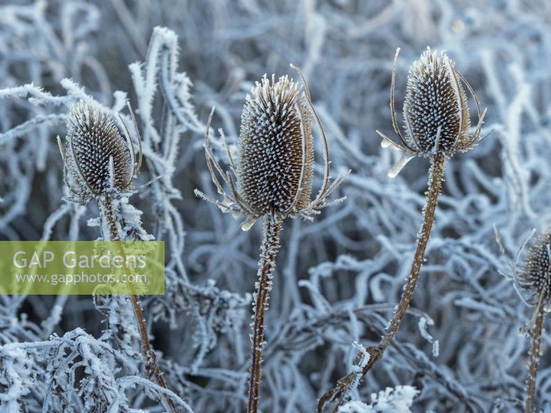 Teasal Dipsacus fullonum dead seed head in frost  December
