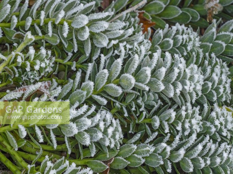 Euphorbia myrsinites- Myrtle spurge in winter with frost December