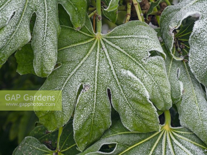 Fatsia japonica  - False castor oil plant - frosted foliage winter December
