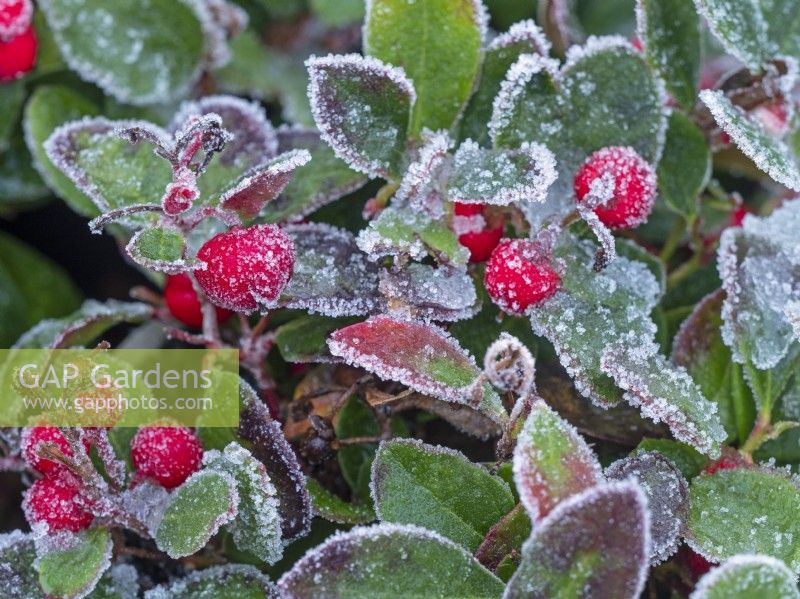 Gaultheria mucronata berries with frost  December