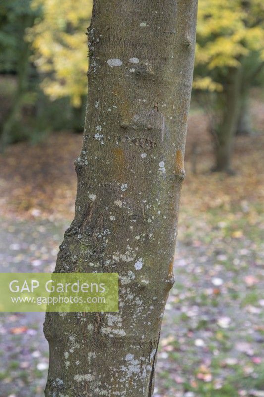 Acer rubrum 'Brandy Wine' at Bodenham Arboretum, October