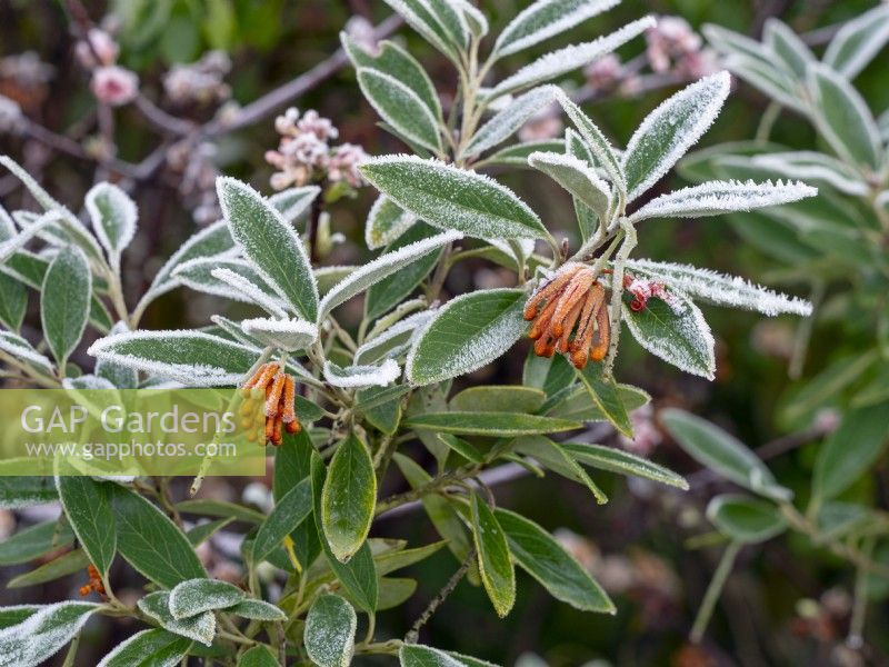 Grevillea victoriae - Royal grevillea or Mountain grevillea  December