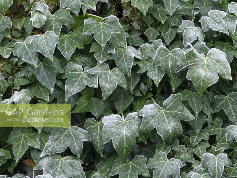 Hedera helix - Common Ivy leaves in frosty weather Winter December