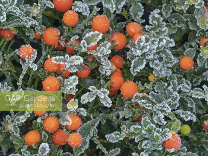Solanum capsicastrum - Winter Cherry  covered in frost  December