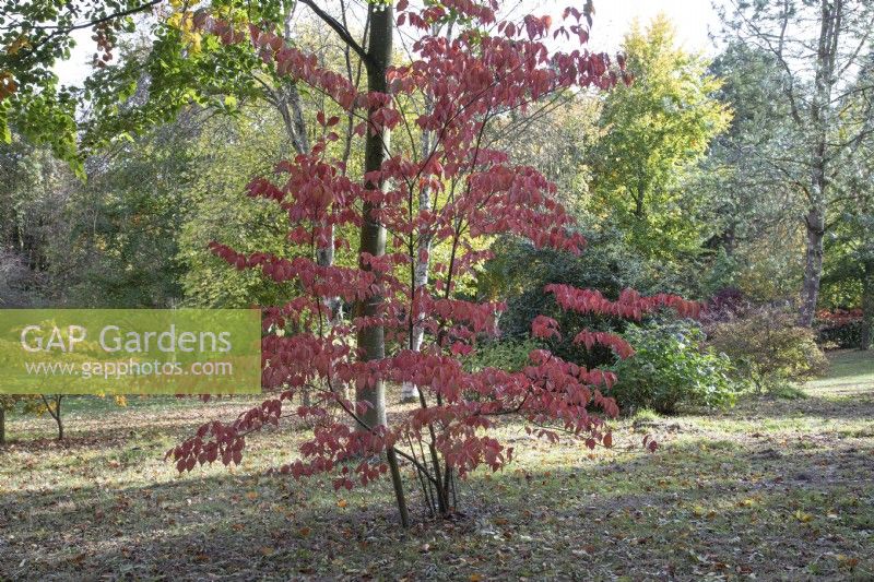 Cornus Kousa Chinensis at Bodenham Arboretum, October