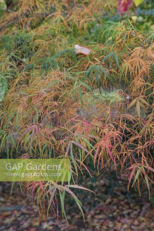 Acer Palmatum 'Kinshi' at Bodenham Arboretum, October