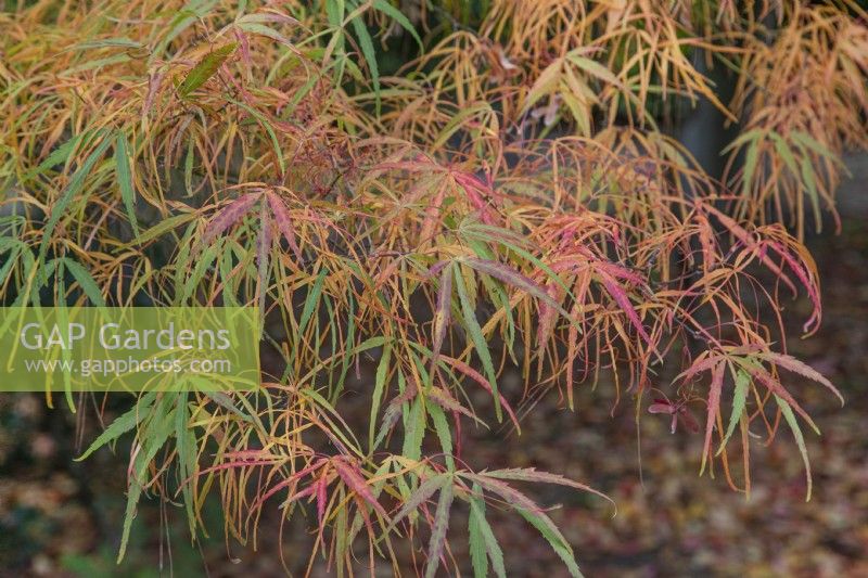 Acer Palmatum 'Kinshi' at Bodenham Arboretum, October