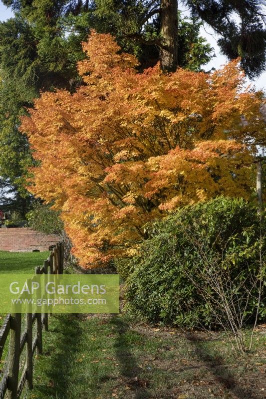 Acer Palmatum 'Sango-Kaku' at Bodenham Arboretum, October